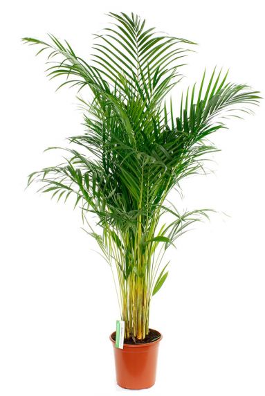 Areca (chrysalidoc.) lutescens