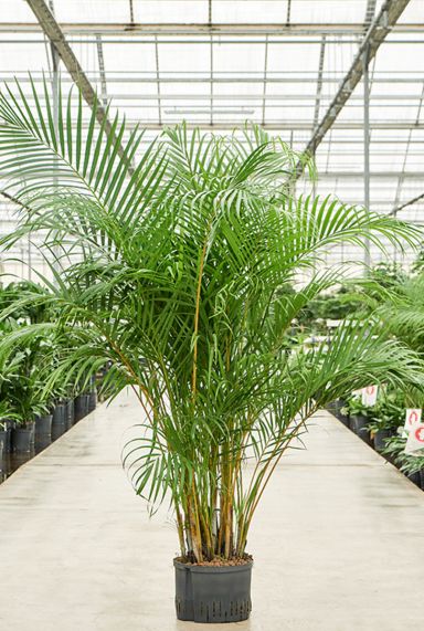 Areca hydrocultuurplant
