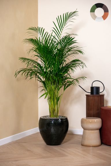 Areca palm in bloempot 1