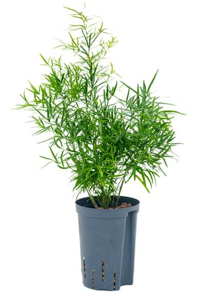 Asparagus falcatus hydrokultur pflanze 1