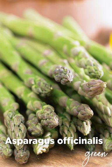 Asparagus officinalis green blumenzwiebeln