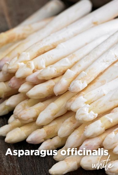 Asparagus officinalis white blumenzwiebeln