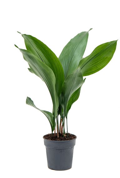 Aspidistra-elatoir-kamerplant