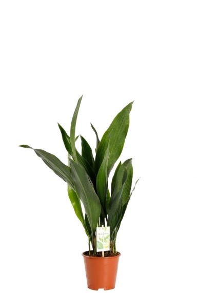 Aspidistra elatior kamerplant 2