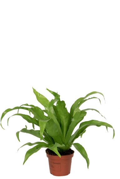 Asplenium-antiquum-kamerplant