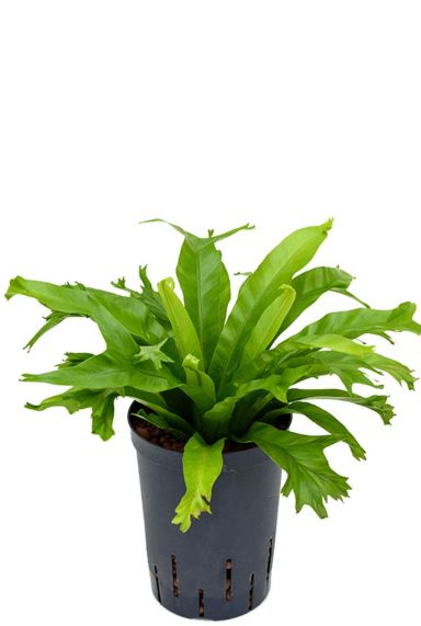 Asplenium amy hydrokulturpflanze