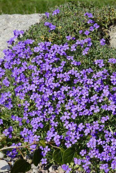 Aubrieta hamburger stadtpark gartenpflanze