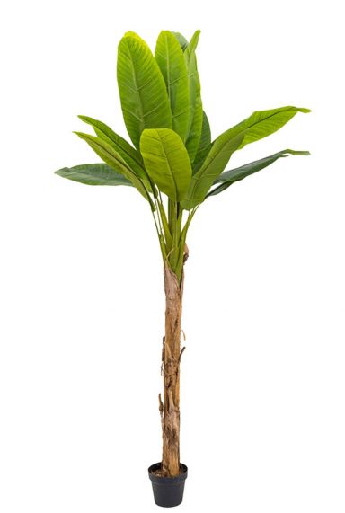 Musa-Bananenbaum