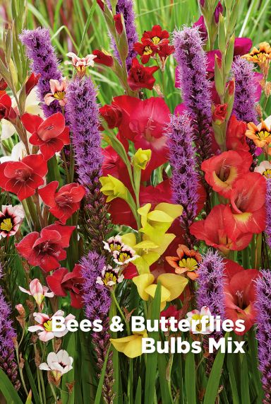 Bees butterflies blumenzwiebeln mix