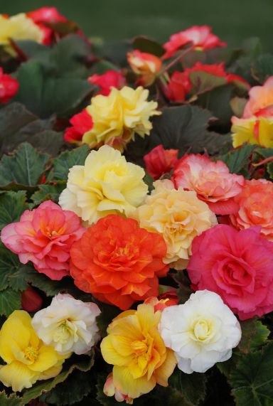 Begonia odorosa blumenzwiebeln