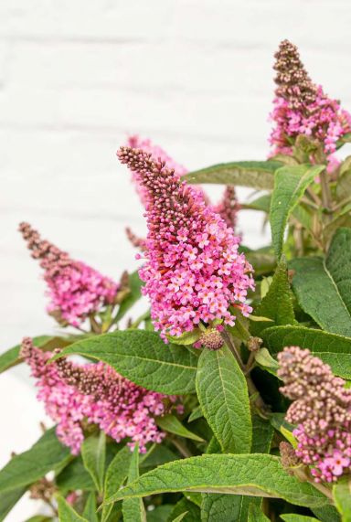 Buddleja butterfly candy little pink gartenpflanze