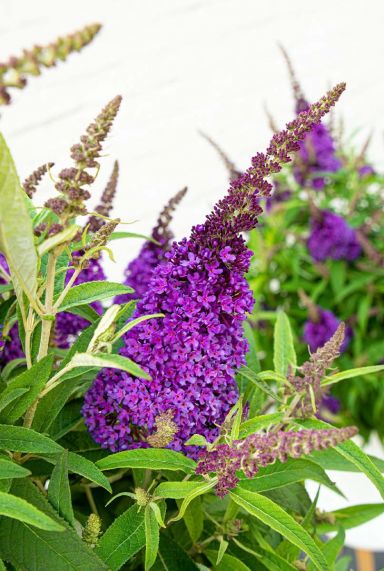 Buddleja butterfly candy little purple gartenpflanze
