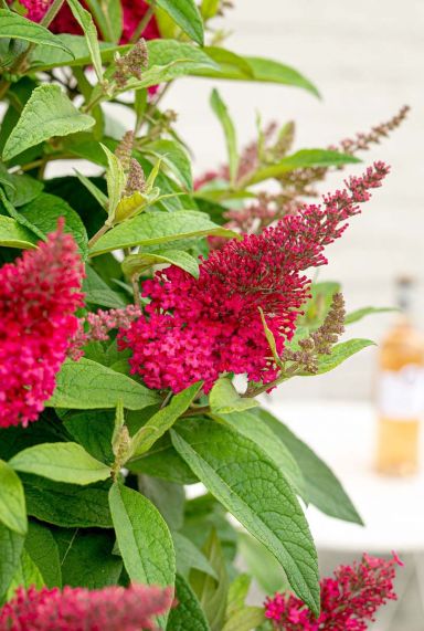 Buddleja butterfly candy little ruby gartenpflanze