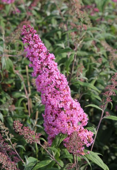 Buddleja davidii pink delight gartenpflanze