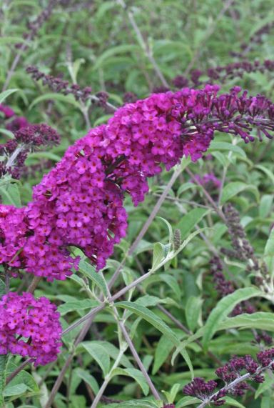 Buddleja davidii royal red