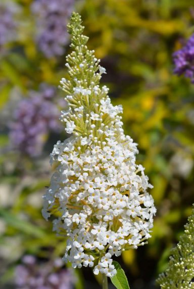 Buddleja davidii white profusion