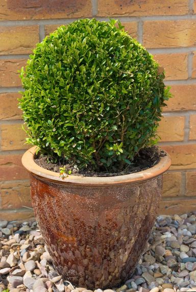 Buxus sempervirens ball 40cm