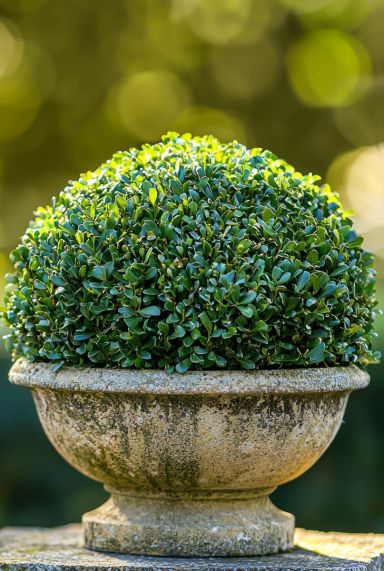 Buxus sempervirens ball 50cm 1