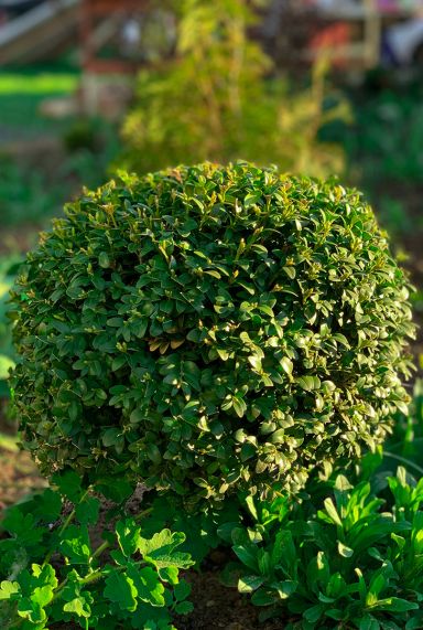 Buxus sempervirens ball p27 35cm
