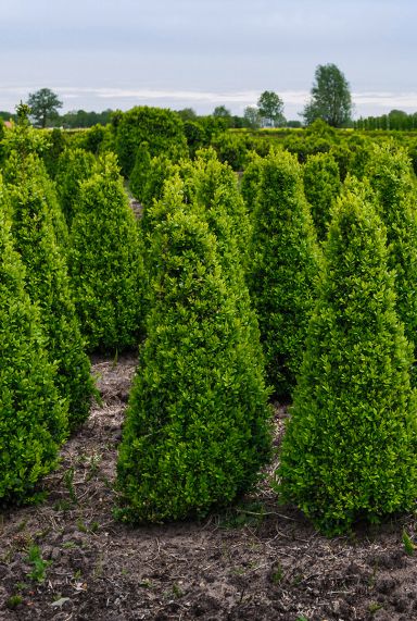 Buxus sempervirens pyramid tuinplanten