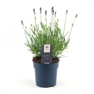 Lavendel Angustifolia 'Felice Premium Provence'