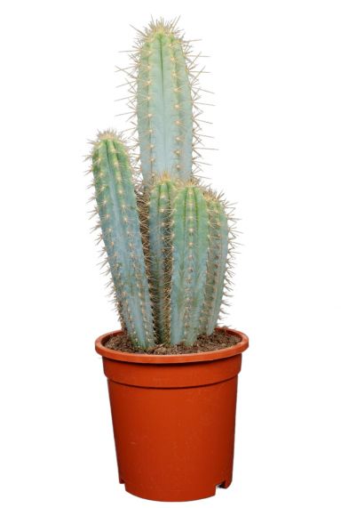 Kaktus-pilosocereus-azureus