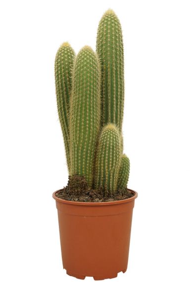 XK Große Künstliche Kaktus Pflanze Indoor Wohnzimmer Gefälschte