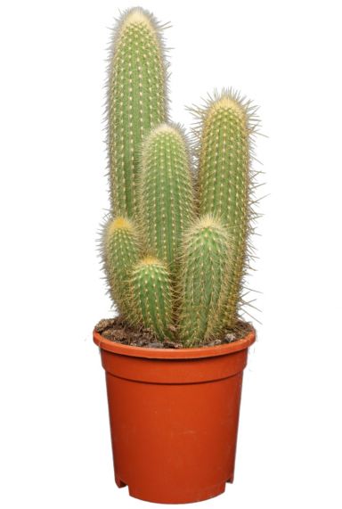 Kaktus-vatricania-guentherii