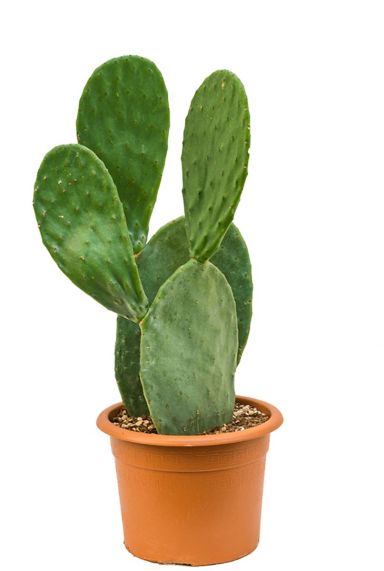 Kaktus opuntia indica