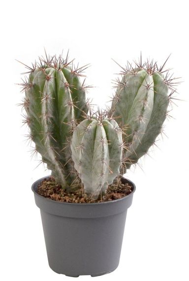 Cactus polaskia chichip