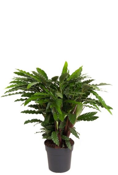 Calathea elgergrass Pfeilwurze