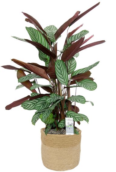 Calathea im Korb 3 2