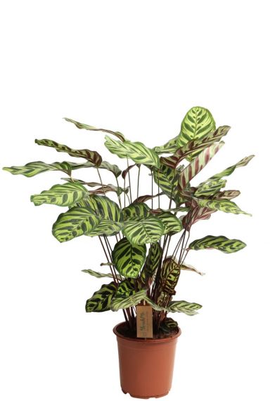 Calathea makoyana - Pfeilwurze