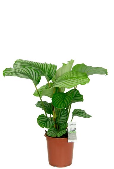 Calathea orbifolia zimmerpflanze 4