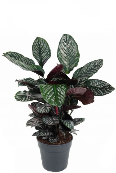 Calathea ornata plant 1