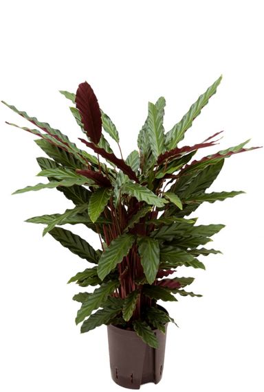 Calathea rufibarba wavestar hydro pflanze