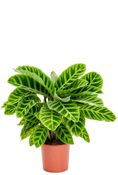 Calathea zebrina zimmerpflanze