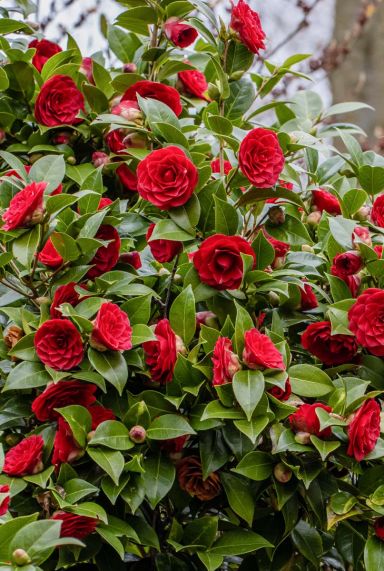 Camellia japonica black lace gartenpflanze 15 1