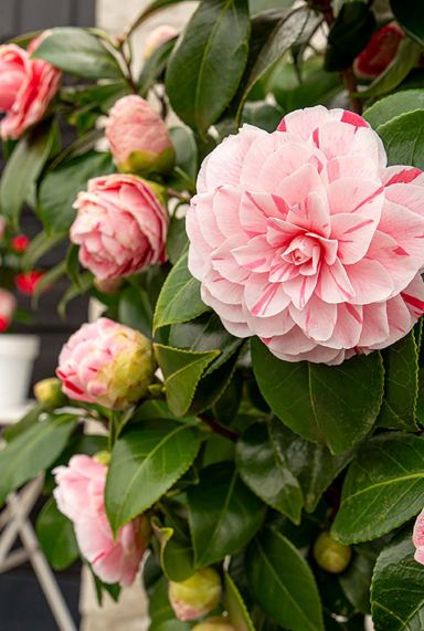 Camellia japonica bonomiana gartenpflanze 24