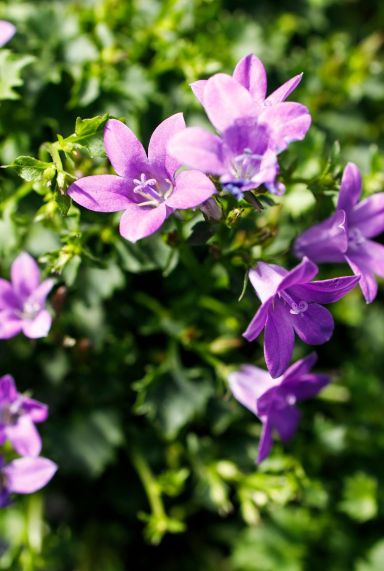 Campanula ambella intense purple p10 gartenpflanze