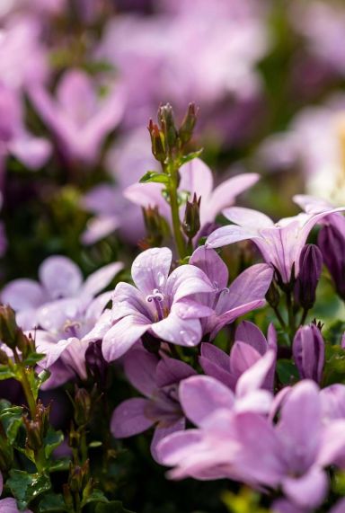 Campanula portenschlagiana ambella pink gartenpflanze