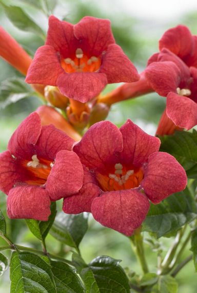 Campsis radicans flamengo