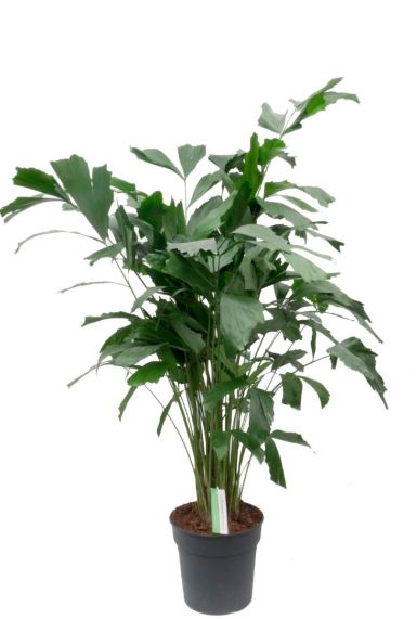 Caryota Mitis  zimmerpflanze