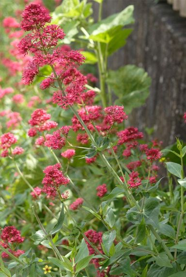 Centranthus ruber coccineus gartenpflanze