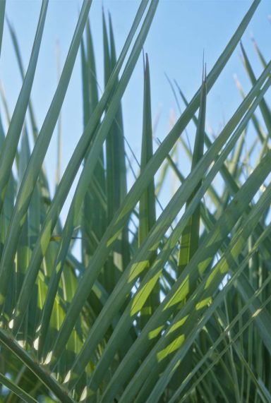 Chamaerops humilis gartenpflanze p21
