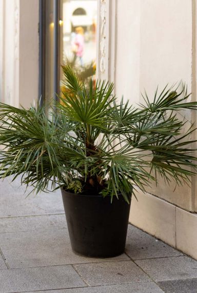 Chamaerops humilis gartenpflanze p30