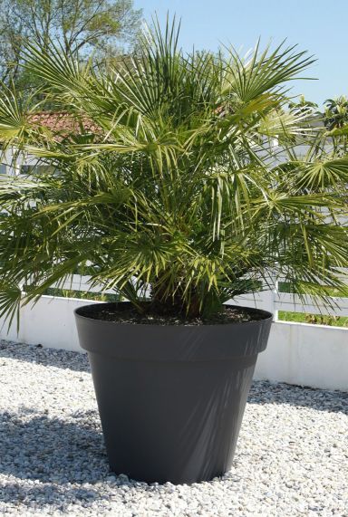 Chamaerops humilis p35 gartenpflanze