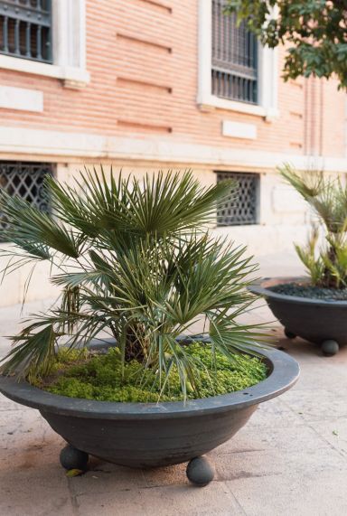 Chamaerops humilis palm gartenpflanze