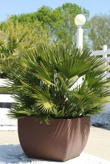 Chamaerops vulcano gartenpflanze 1