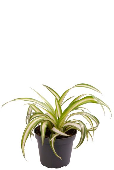 Chlorophytum